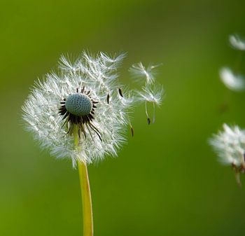 Flauschiger Löwenzahn in voller Blüte