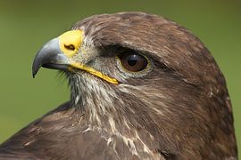 Common Buzzard (Buteo buteo) by Ronald Pol