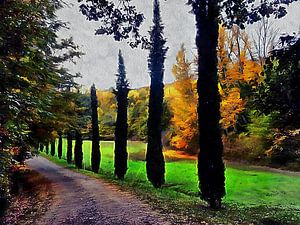 Zypressen im Herbst