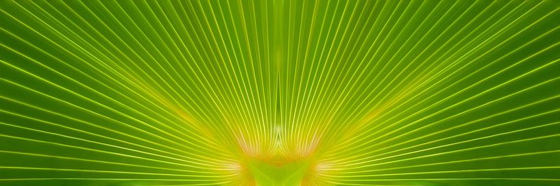 Feuille de palmier par Violetta Honkisz