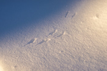 Sporen in de sneeuw
