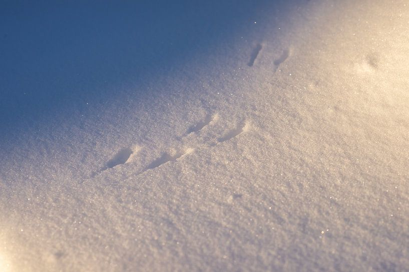 Sporen in de sneeuw van Annemarie Goudswaard