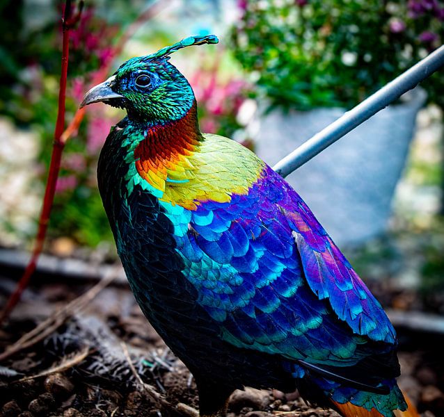 Himalayan Monal Bird by Iris Boersma