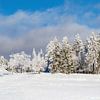 Forêt d'hiver en Thuringe sur AidasignArt