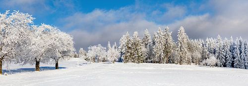 Winterbos in Thüringen