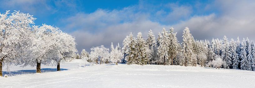 Winter forest in Thuringia by AidasignArt