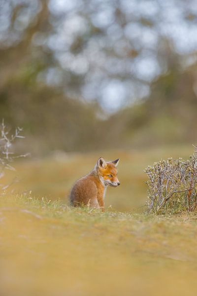 young fox by Pim Leijen