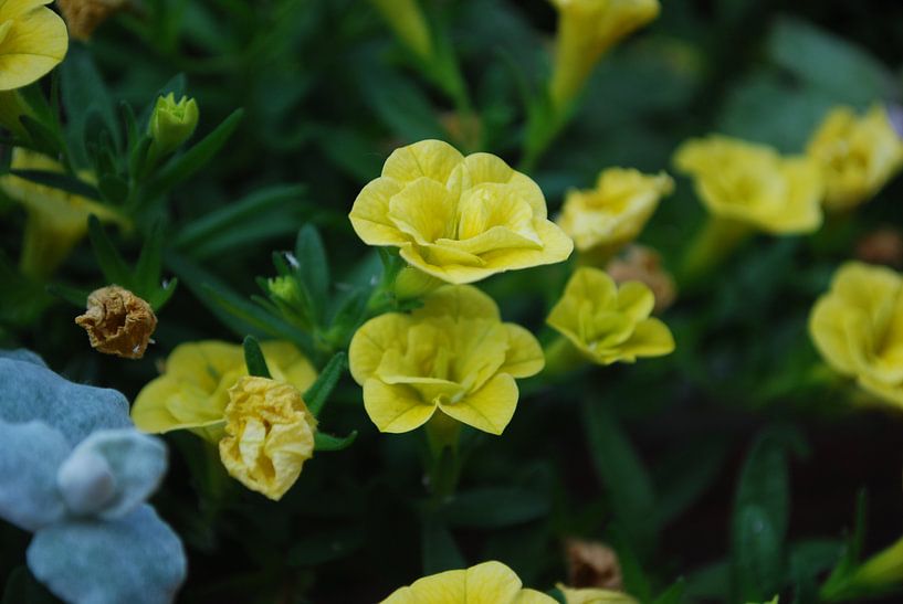 Gele bloemen von Jetty Boterhoek