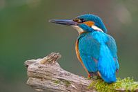 Kingfisher