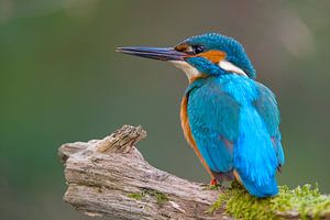 Eisvogel