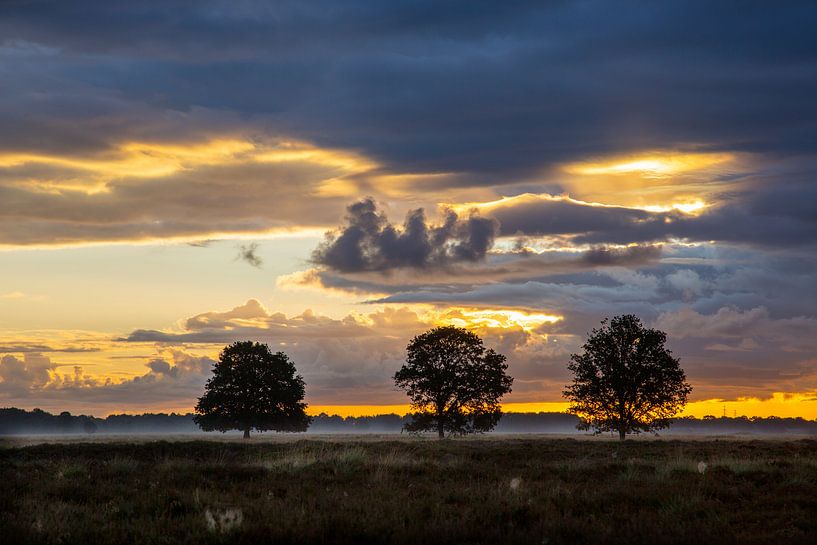 Drie Eiken van Arie Flokstra Natuurfotografie