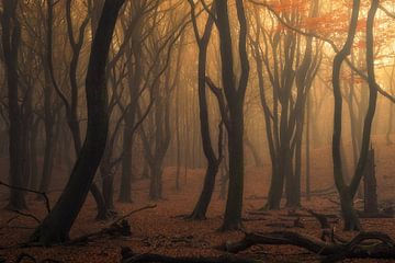 Autumnal and Misty Speulder Forest by Vincent Fennis