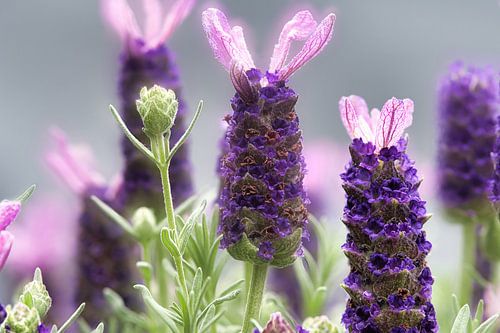 Lavendel, een moment van rust en kleur van Jolanda de Jong-Jansen