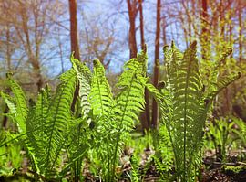 Fern by Bo Valentino