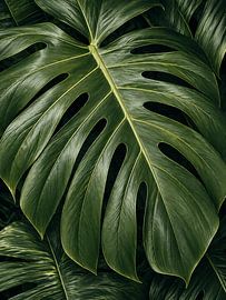 Tropische Monstera – Eleganz von MARTINA KUSUMA DEWI