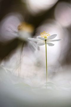 Wood anemones in beautiful light by Bob Daalder