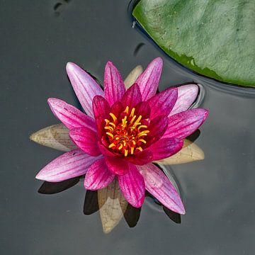 waterbloem van reivilo fotografie