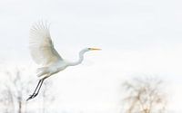 Opvliegende grote zilverreiger