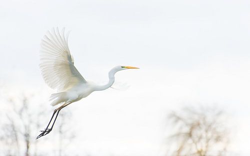 Flying great egret