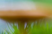 Autumn image of a mushroom