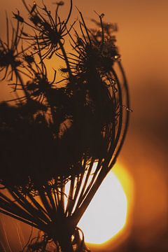 Wild flower silhouet van audreyhoubenfotografie