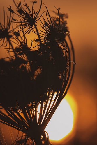 Silhouette einer Wildblume