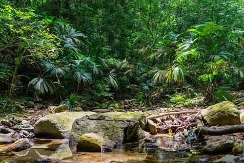 Running stream in the jungle