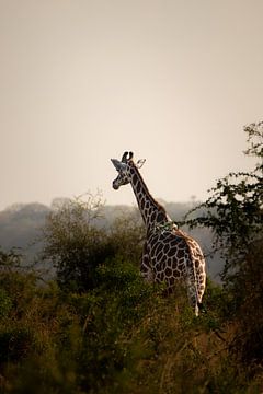 Kidepo's long necks - Majestic and calm by Rick Massar