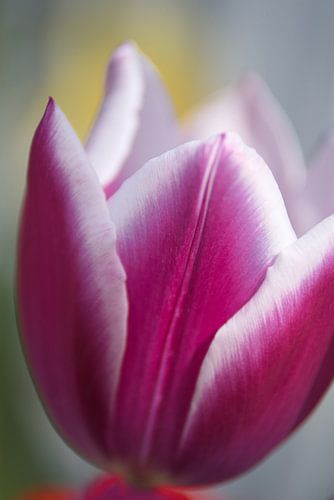 Pink Tulip Heart: Soft Light and Line