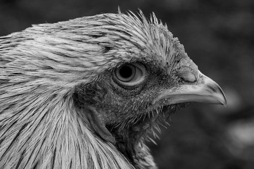 Portret van een haan