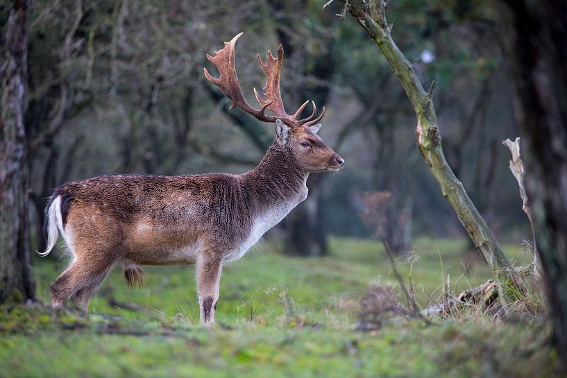 Fallow deer by Jan-Willem Mantel