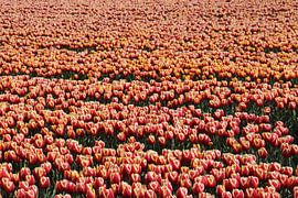 Tulpenfeld von Wieke Streef