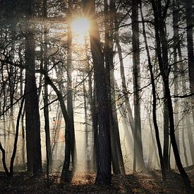 Nature sur Edita Boer-Ghukasyan