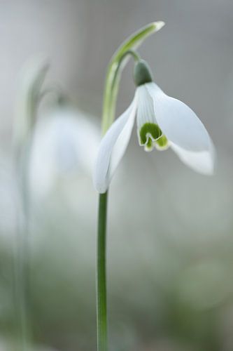 Snowdrop