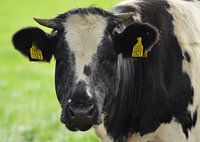 zwartbonte koe met horens kijkend naar de camera