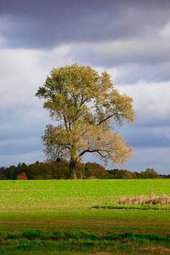 Eenzame boom in de herfst