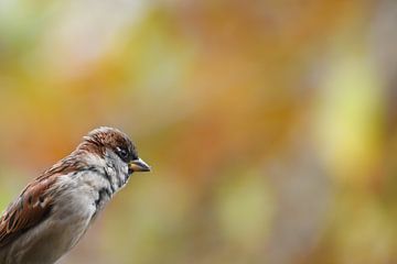 Moineau domestique d'automne sur Danny Slijfer Natuurfotografie