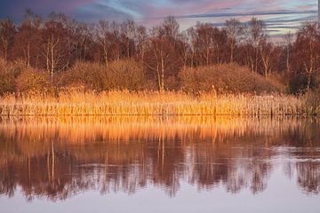 Rietkraag in het Gouden uurtje . van Brian Morgan