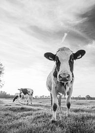 Curious cow in Dutch meadow (black and white) by Kaj Hendriks