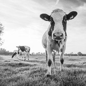 Curious cow in Dutch meadow (black and white) von Kaj Hendriks