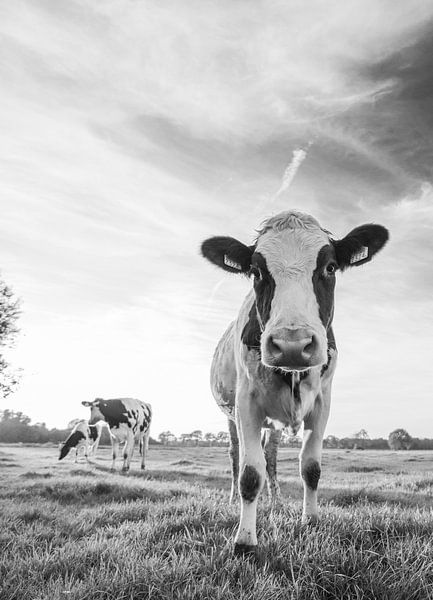 Nieuwsgierige koe in Nederlands weiland (zwart-wit) van Kaj Hendriks