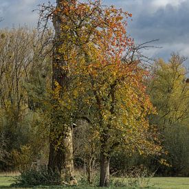 Urdenbacher Kämpe nature reserve,Düsseldorf by Peter Eckert