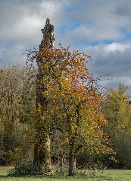Naturschutzgebiet Urdenbacher Kämpe,Düsseldorf von Peter Eckert