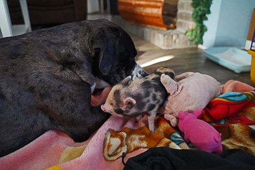 Duitse Dog Boxer mix Floki en het kleine mini varkentje