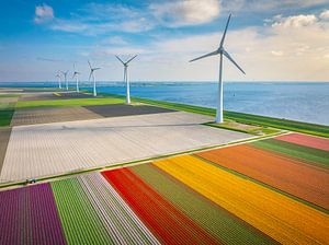 Tulpen, die im Frühling auf landwirtschaftlichen Feldern wachsen, gesehen von