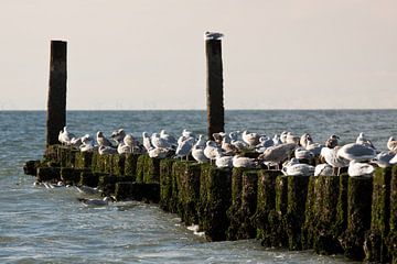 Gulls on a breakwater by MSP Canvas