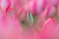 dichte tulp