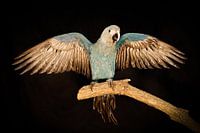 Spix's Ara