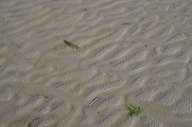 Strand zandrillen sur Ad Steenbergen