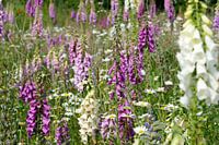 vingerhoedskruid in het veld